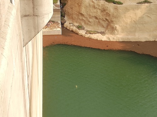 犬鳴ダムの様子。白い鯉が泳いでるのが見える。