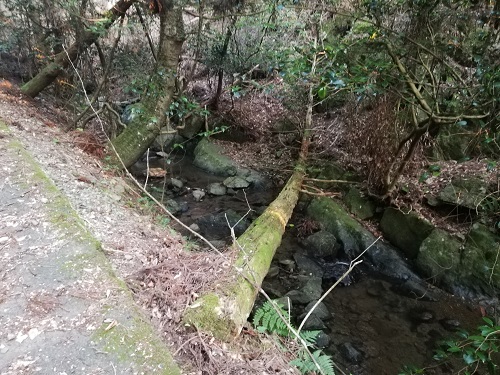 小川に橋がかかっているかのように、木が倒れている。