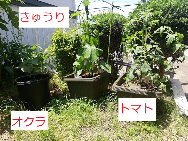 左からオクラ、きゅうり、トマトの苗。2週間経過。
